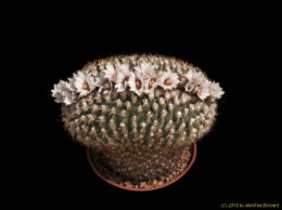 Gymnocactus ysabellae 1018